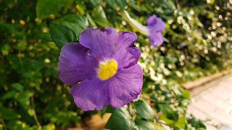 綠化香港運動 綠化知多少 香港觀賞植物照片廊 灌木