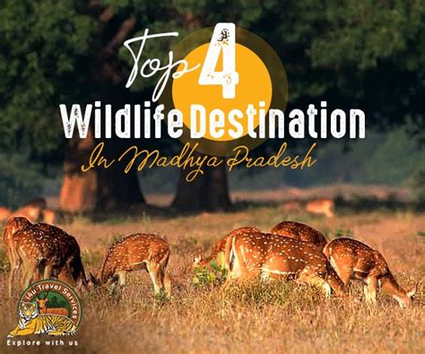 Do You Know Top 4 Wildlife Destination in Madhya Pradesh?