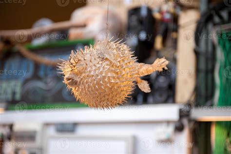 is it normal fish scared cheap 5