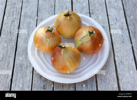 Home Grown Onions Hi Res Stock Photography And Images Alamy