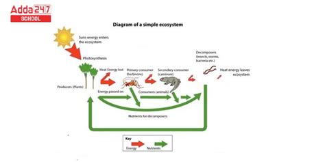 Simple Ecosystem Diagram