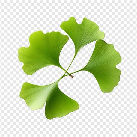 Premium PSD Ginkgo Biloba Leaves Green Isolated On Transparent Background