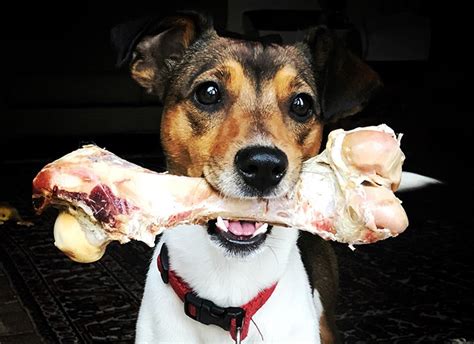 dogs chew real bones