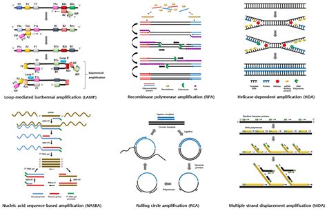 Isothermal Amplification Methods In Detecting Food Borne Pathogens