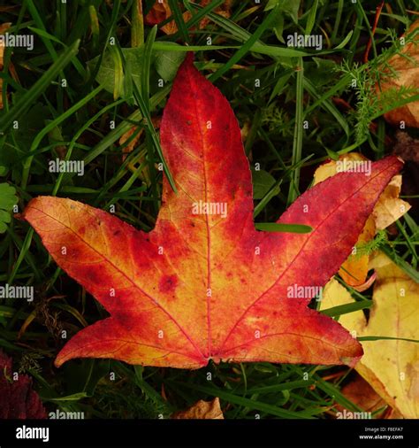 Rotes Liquidambar Blatt Fotos Und Bildmaterial In Hoher Aufl Sung Alamy