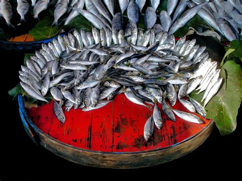 Hamsi Baliği European Anchovies Displayed on Red Barrow in Istanbul, Turkey - Encircle Photos