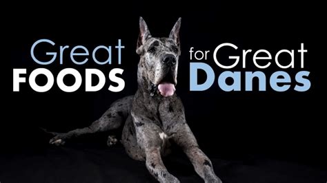 The Best Dog Food For Great Danes 4 Owner Approved Choices