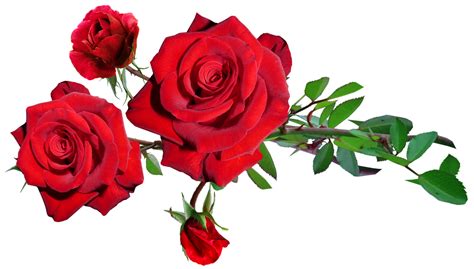 Red Rose Bunch Png