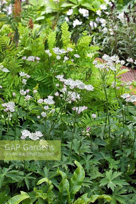 Astrantia Major White Giant With Asplenium Scolopendrium And Osmunda