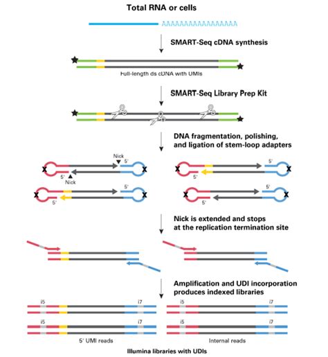 Smart Seq Mrna Lp With Umis｜クロンテック製品情報｜タカラバイオ株式会社