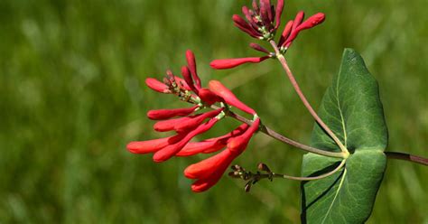 June Birth Flowers Roses And Honeysuckle The Garden Magazine