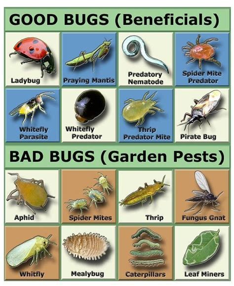 48 Garden Pest Identifier 