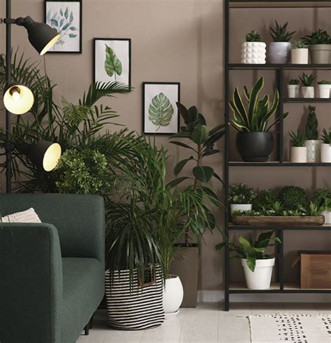 Ideas Para Decorar Con Plantas Tu Departamento Hot Sex Picture