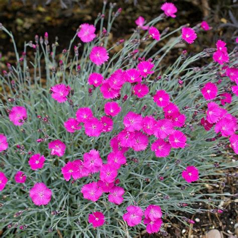 Dianthus 'Firewitch' for Sale Online – Greener Earth Nursery