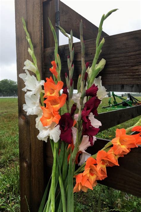 Cut Your Own Gladiolus Flowers at Mars Hill Farm's GladFest, Which ...