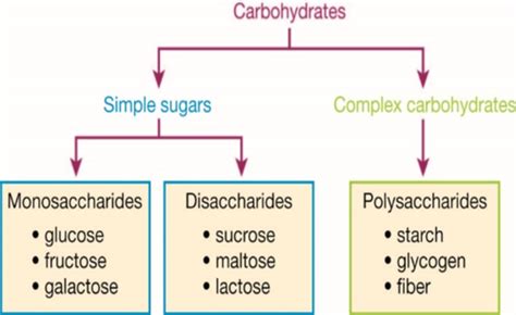 Carbohydrates Flashcards Quizlet