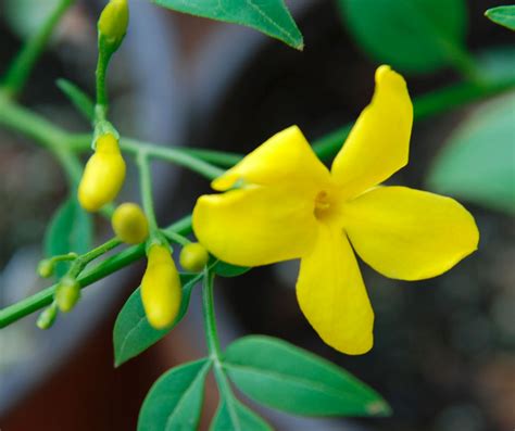 Жасмин комнатный: уход в домашних условиях, размножение и пересадка