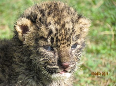 WILDLIFE CRIME AND CONSERVATION : Leopard cubs reunite with mother