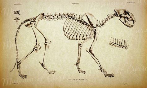 Digital Barbary Lion Skeleton 1839-1864 Osteographie Fossil | Etsy