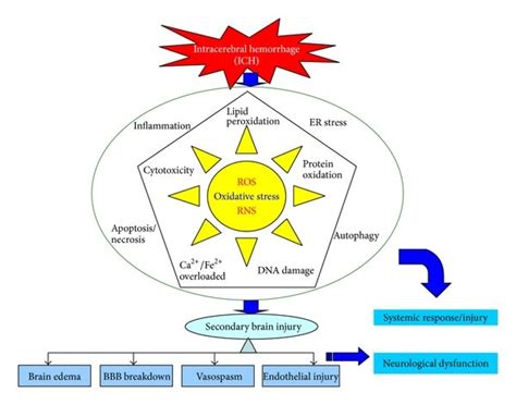 Schematic Representation Of Major Intracellular Pathway In The Role Of