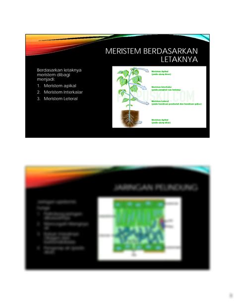 Solution Jaringan Dan Organ Pada Tumbuhan Studypool