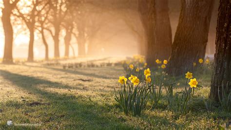 Shine a light on me .......? by Betuwefotograaf on DeviantArt