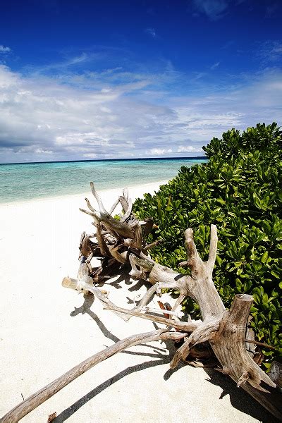 南国の海 砂浜の流木のフリー素材 無料画像のプロ・フォト 無料写真素材集＞umi0180 022