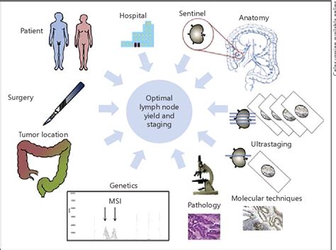 Figure 1 From Qualitative And Quantitative Issues Of Lymph Nodes As