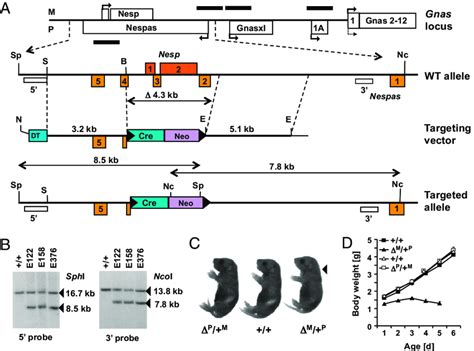 Targeted Deletion Of The Nesp Dmr Region And Its Effect On Postnatal