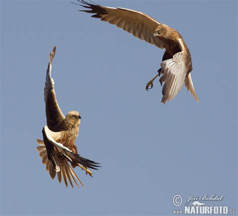 Circus aeruginosus Pictures, Marsh Harrier Images, Nature Wildlife ...