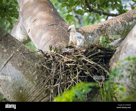 Guila Arp A Harpia Harpyja Polluelo En Nido Panam Fotograf A De