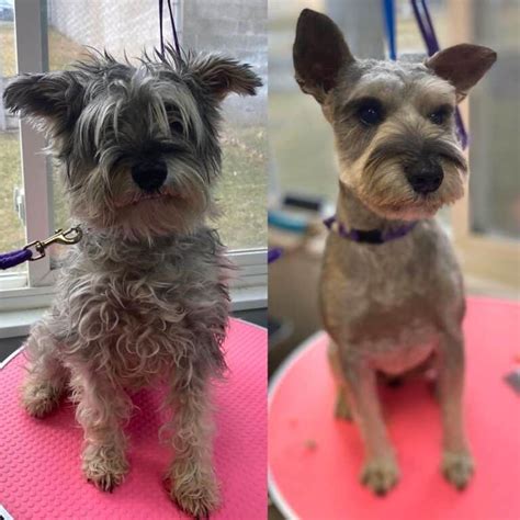 22 Best Schnauzer Haircuts With Pictures! (2024 Updated)