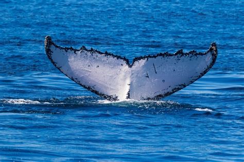 Image of Humpback Fluke - Austockphoto