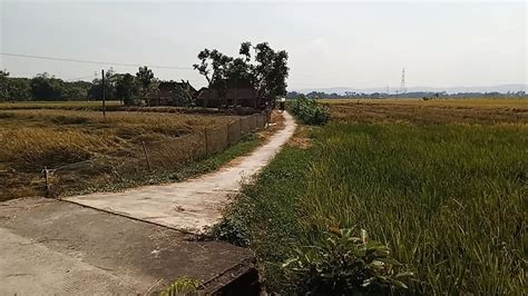 Suasana Pedesaan Nenek Penunggu Rumah Terpencil Di Tengah Sawah Masmas