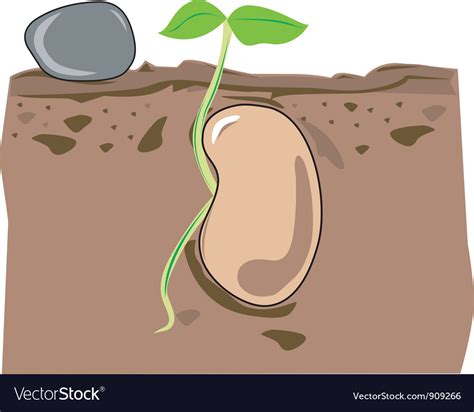 Seed Growth Royalty Free Vector Image Vectorstock