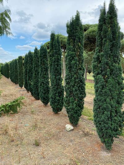 Taxus baccata Fastigiata Robusta Säulen Eibe 275 300 cm Solitär mit