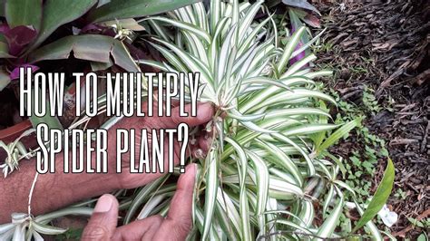 [2 Methods]how To Multiply Propagate Spider Plant Chlorophytum Comosum Professor S Garden