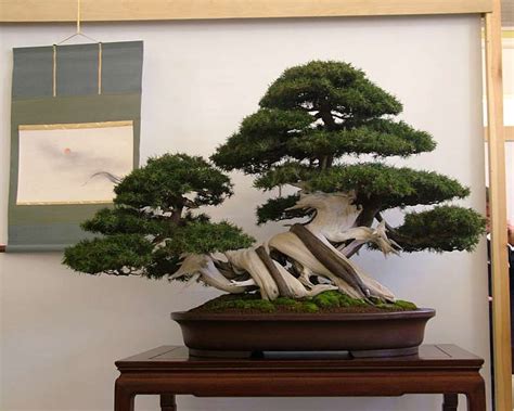 Juniper bonsai, Japanese garden design, Bonsai tree