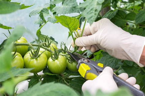 Tomates Comment Tailler Les Plants De Tomates