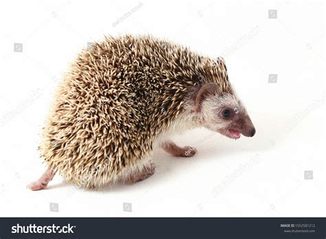 African Pygmy Hedgehog Isolated On White Stock Photo 1552581212 ...