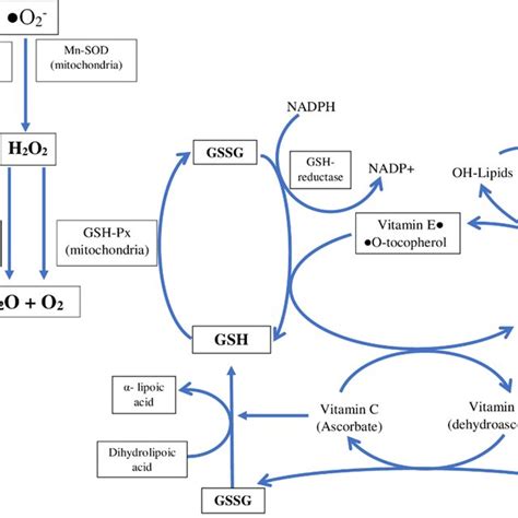 Antioxidant Defense System In The Body Enzymatic And Non Enzymatic Download Scientific Diagram