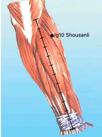 Blog Le Souffle du Menhir GI10 Shou San Li Shǒu Sān Lǐ 手三里 Trois