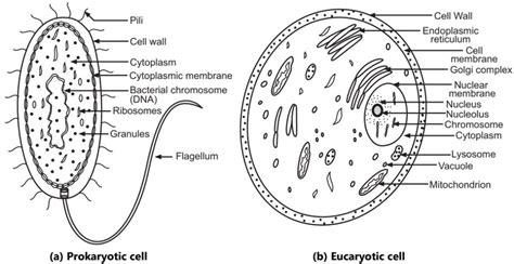 Prokaryotes And Eukaryotes Solution Parmacy