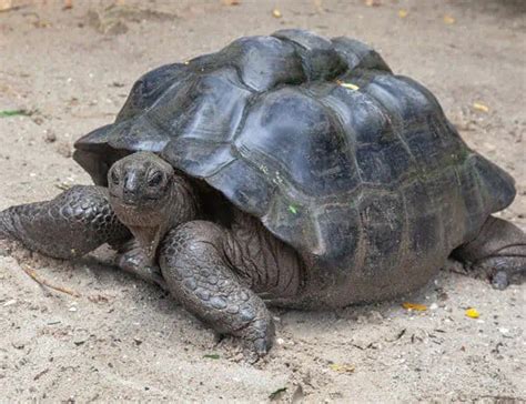 18 Types of Tortoise: Facts and Photos