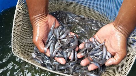 Cara Ternak Ikan Lele Untuk Pemula Paduan Lengkap