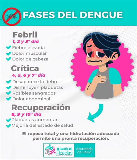 Conozca Las Fases Del Dengue Khondrion