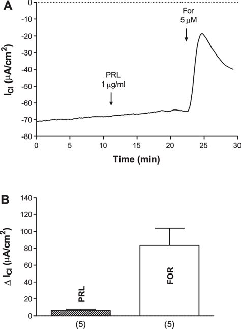 Effect Of Prl On The Apical Cl Current Icl In The Rat Dc A