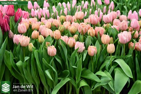 Pink Magic ® | Tulip | Jan de Wit en Zonen B.V.