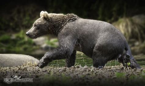 Wallpaper Grassland Grizzly Bear Ecosystem Wilderness Brown Bear