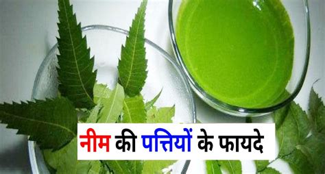 Benefits Of Neem Amazing Health Benefits Of Neem Ki Patti Neem Ke Patte Ke Fayde Hindi Me Neem